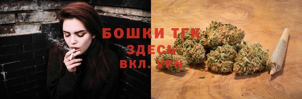 индика Ельня